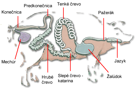 Rez prasaťom